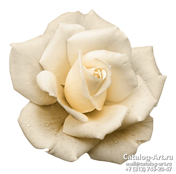 White roses 52